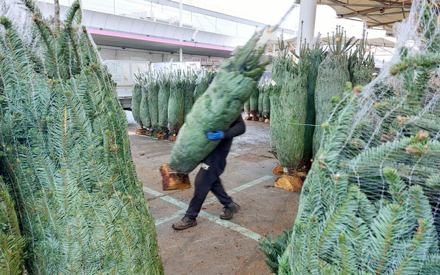 Parlons Actu! L'offre et la demande : Pourquoi les sapins sont-ils plus chers en Belgique cet hiver ?
